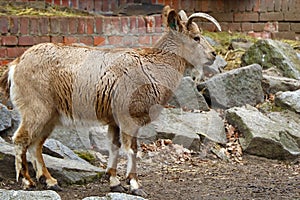 View of a beautiful mountain goat in the park