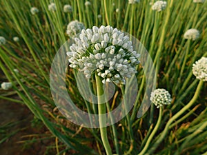 Large flower head of the edible onion Allium cepa isolated against a green background