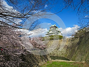 View of beautiful Osaka castle through cherry blossom branches and stone bank moat with blue sky background