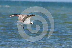 View of a beautiful osprey flying after a fresh catch over the sea