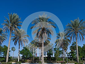 View of beautiful Palm Trees around the Sunny Blue Skies | Tropical Vacation in Dubai | Palm tree on the background