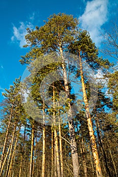 View of beautiful pine trees against a blue sky with white clouds in winter or summer. Flora landscape