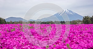 The view of beautiful pink moss phlox or shiba-sakura fields in shibazakura festival in front of Mt Fuji, Fujikawaguchiko, Japan
