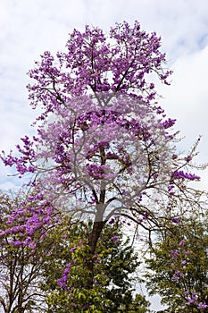 A view of the beautiful purple Bungor flowers blooming on their trees