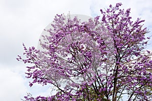 A view of the beautiful purple Bungor flowers blooming on their trees