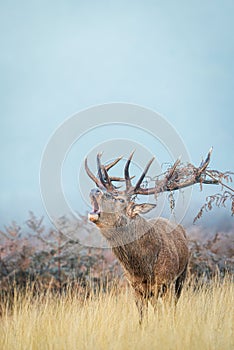 View of a beautiful Red deer grunting in a field on a foggy day