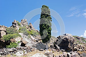 A view of a beautiful rocky landscape and a tree in the island of Patmos, Greece