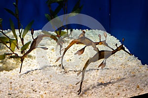 View of beautiful Seahorses in an aquarium