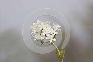 View of a beautiful single white flowers bouquet