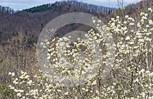 View of a Beautiful Spring Dogwood Tree