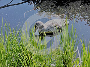 View of pond with decorative duck, green grass in the park