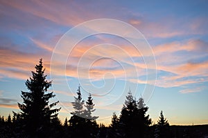View of a beautiful sunset in the background against a pine tree silhouette
