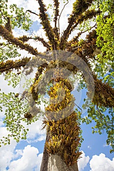 View of a beautiful tree with twining and hanging leaves of a parasitic plant against the blue sky