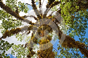 View of a beautiful tree with twining and hanging leaves of a parasitic plant against the blue sky.