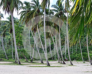 The tall palms on the beach, Dominicana Republic photo