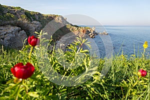 View with beautiful wild peonies on Yailata - National Archaeological Bulgarian Reserve