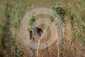 View of a beautiful Willow warbler (Phylloscopus trochilus) flying in a field