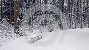 View of Beaver Lake Trail with bench covered in snow and pine trees in the background