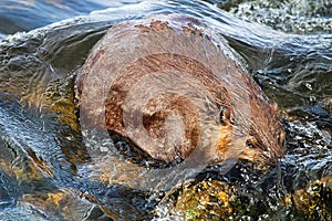 The view of a beaver partically submerged in water photo