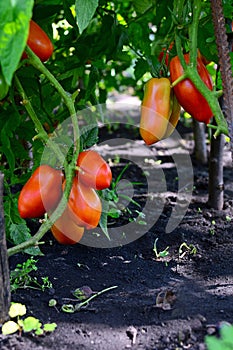 View of the beds with ripe red tomatoes