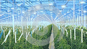 View of beds with tomato plants in hothouse.