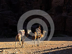 The view of beduin and camels in the Wadi Rum