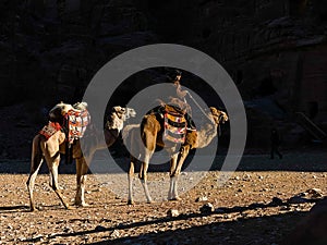 The view of beduin and camels in the Wadi Rum