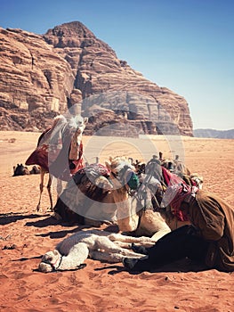 The view of beduin and camels in the Wadi Rum