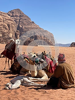 The view of beduin and camels in the Wadi Rum