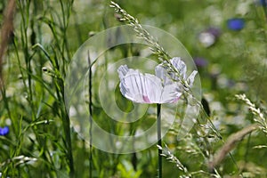 View on bee friendly wild flower meadow with white bright corn poppies papaver rhoeas somniferum and chamomile in summer