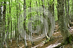 View of beech forest illuminated by the sun