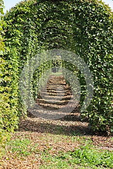 View on beech hedge formed in shape of arches building natural plant tunnel - Netherlands