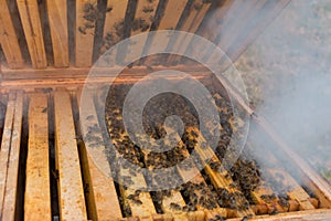 Size of a bee colony after winter