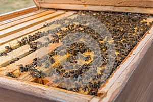 View into beehive after the winter