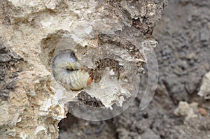 View of beetle larva in old tree root.