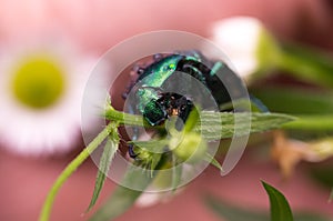 View of the beetle from the side. Green beetle on the grass.