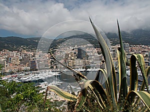 View from behind cactus plant of harbor, Monaco architectures, cloudy sky and mountain