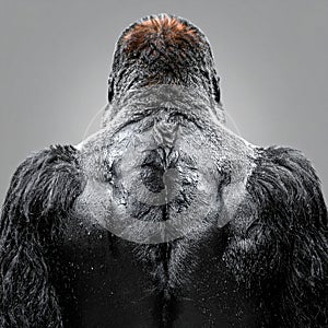 Primal Strength - A Gorillas Powerful Back
