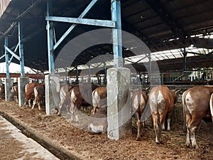View from behind a herd of brown cows