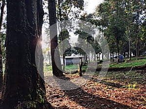 A view behind the trees in the morning on a plantation photo