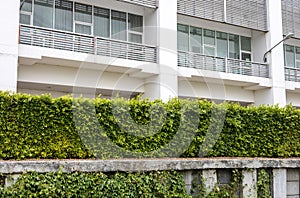 The view behind a wall of green hedges stretches on a concrete embankment platform