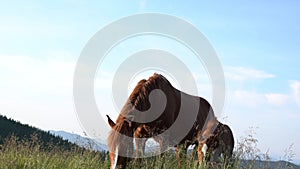 View from below. An adult bay horse and a foal graze in the green grass among the mountains against the background of the sky. The