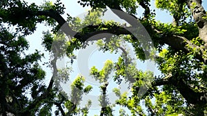 View from below on beautiful curved green branches of trees. Action. Lovely crooked tree branches with green leaves on