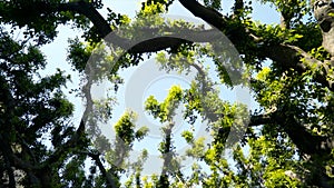 View from below on beautiful curved green branches of trees. Action. Lovely crooked tree branches with green leaves on