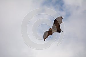 View from below of a Black flying-foxes Pteropus alecto flying in Sri Lanka