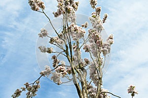 View from below on cerasus subhirtella or cherry tree in bloom