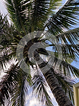 view from below of coconut tree.