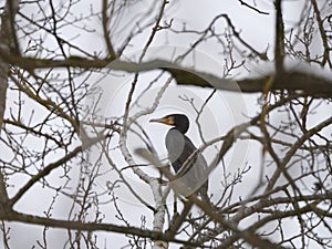 View from below of a cormorant sitting on the branches of a tree in winter