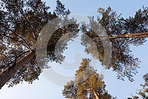 View from below on the crowns of tall perennial pines against the blue sky.