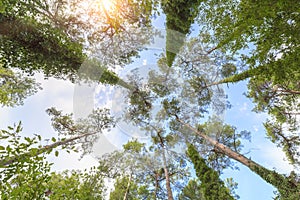 View from below on the crowns of tall perennial pines against the blue sky